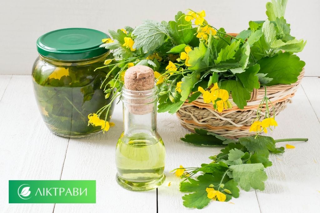 Настоянка з трави чистотілу для лікування суглобів
